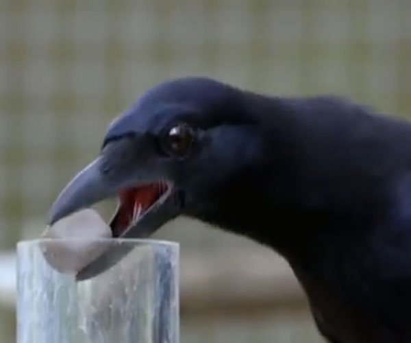 Stone The Crows | Dispatch